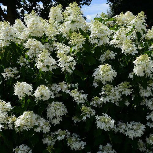 Rispenhortensie Great Star® Le Vasterival - Bakker