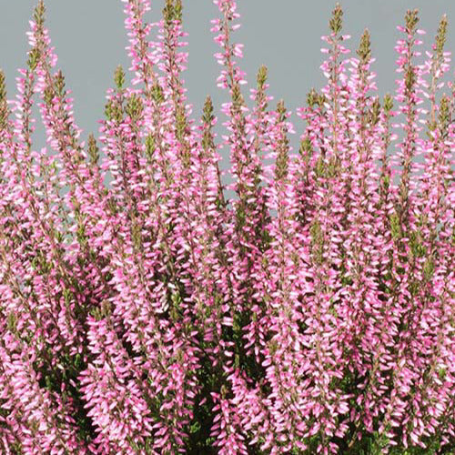 Sommerheide Pink Bettina - Bakker