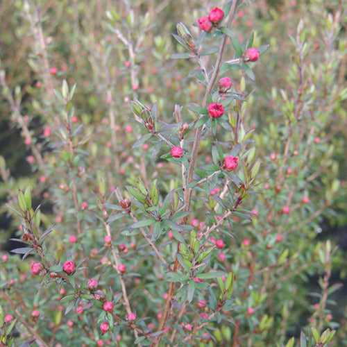 Neuseeländischer Teebaum ‘Ruby Glow’ - Bakker