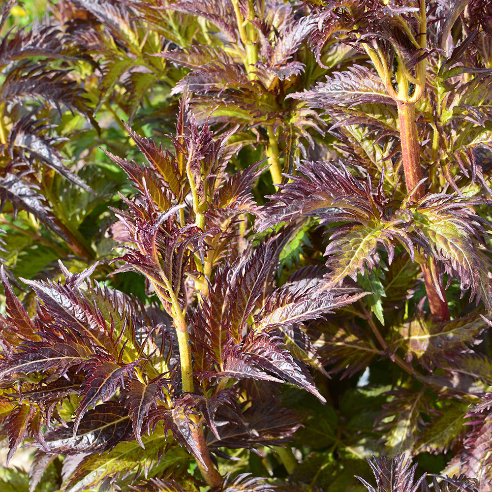 Holunder Serenade Jonade - Sambucus x strumpfii serenade 'jonade' - Bakker