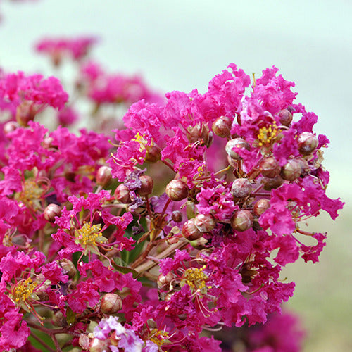 Kreppmyrte Mimie® - Lagerstroemia indica mimie ® fuchsia - Bakker