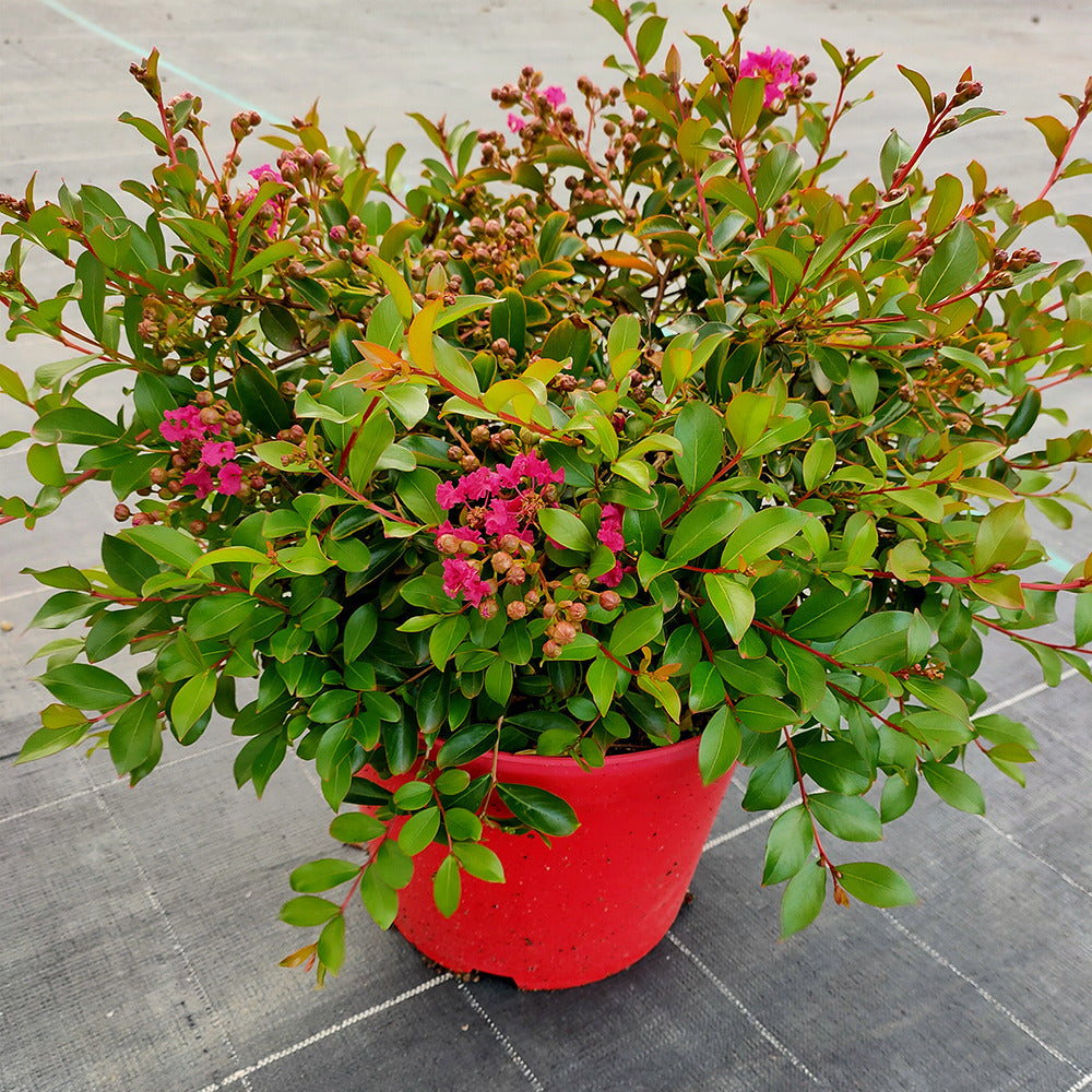Lagerstroemia indica mimie ® fuchsia - Kreppmyrte Mimie® - Sträucher