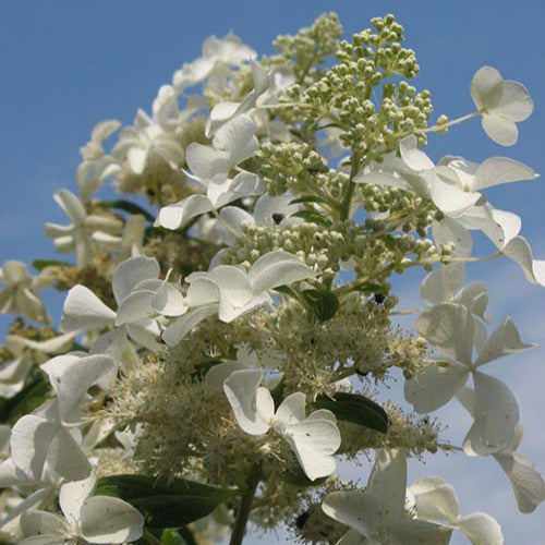 Rispenhortensie Levana - Hydrangea paniculata levana - Bakker