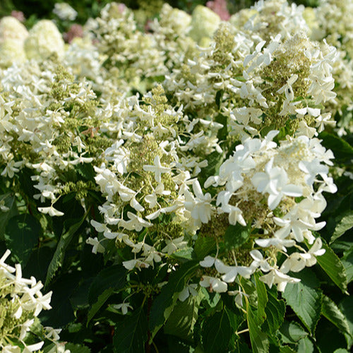 Rispenhortensie Levana - Bakker