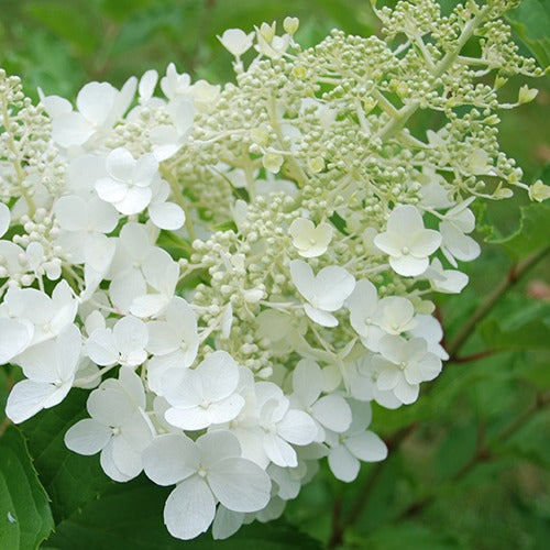 Rispenhortensie Goliath - Bakker