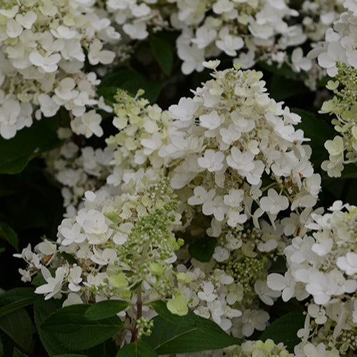 Rispenhortensie Candlelight - Bakker