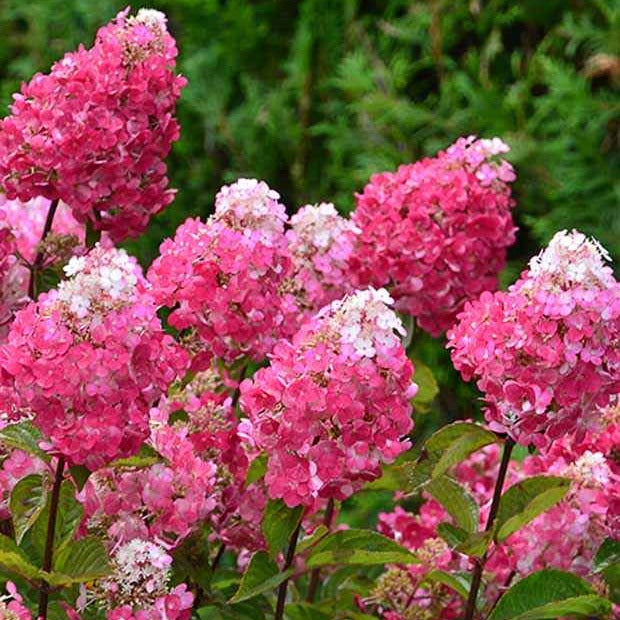 Rispenhortensie Framboisine® Rensam - Bakker