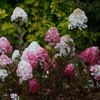 Rispenhortensie Framboisine® Rensam - Hydrangea paniculata framboisine® 'rensam' - Bakker