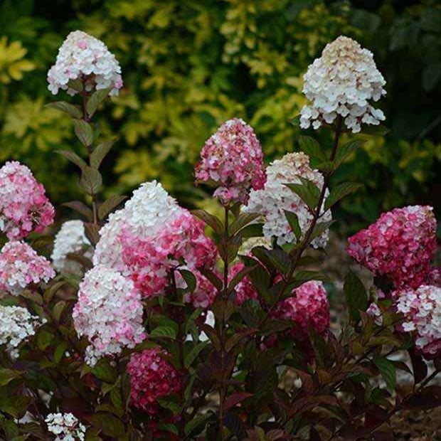 Rispenhortensie Framboisine® Rensam - Hydrangea paniculata framboisine® 'rensam' - Bakker