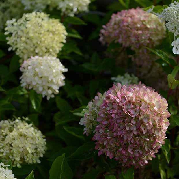 Rispenhortensie Romantic Ace® 'Renvagor' - Hydrangea paniculata romantic ace ® 'renvagor' - Bakker