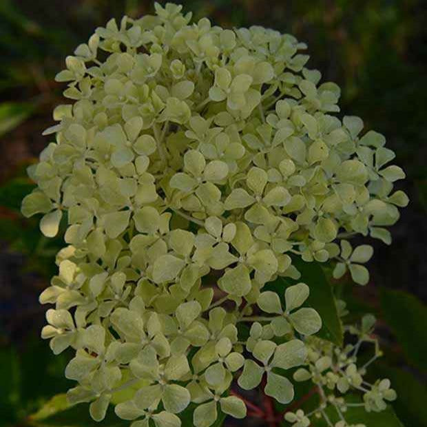 Rispenhortensie - Rispenhortensie Romantic Ace® 'Renvagor' - Hydrangea paniculata romantic ace ® 'renvagor'