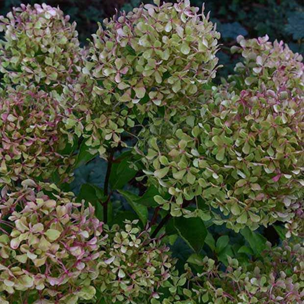 Verkauf Rispenhortensie Romantic Ace® 'Renvagor' - Hydrangea paniculata romantic ace ® 'renvagor'