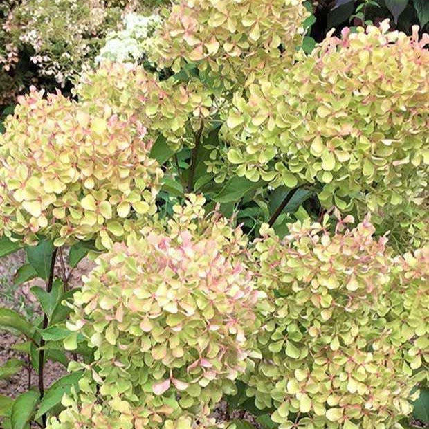 Verkauf Rispenhortensie Romantic Ace® 'Renvagor'