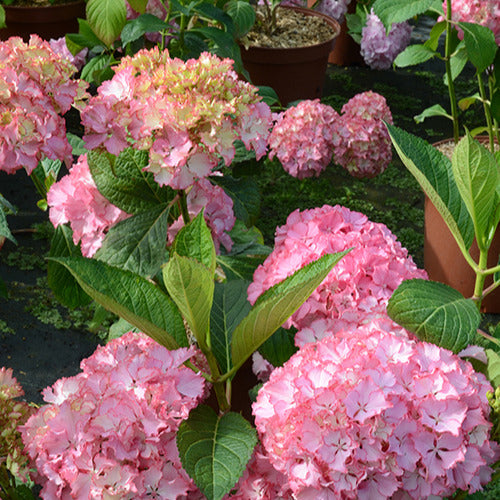 Hortensie So Long® Sunny - Hydrangea macrophylla so long ® sunny 'tk02' - Bakker