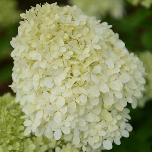 Rispenhortensie - Bakker