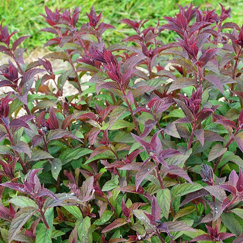 Sommerspiere Merlo® Green - Spiraea japonica merlo ® green - Bakker
