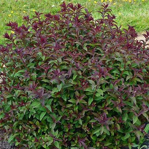 Sommerspiere Merlo® Green - Bakker
