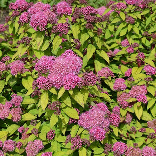 Sommerspiere Merlo® Star - Spiraea japonica merlo ® star - Bakker