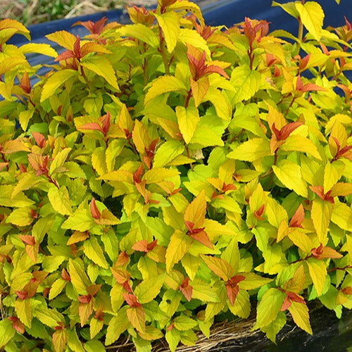 Sommerspiere Merlo® Gold - Bakker