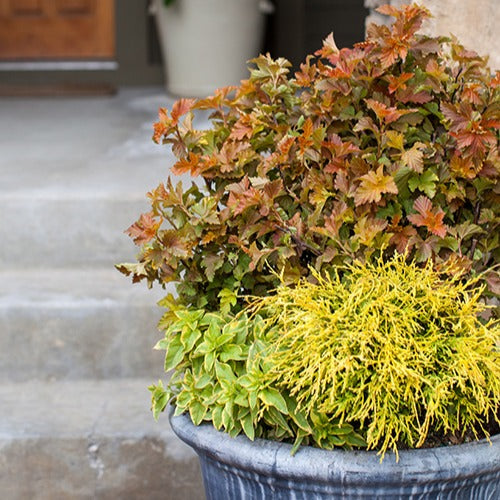 Physocarpus opulifolius amber jubilee ® 'jefam' - Fasanenspiere Amber Jubilee® Jefam - Balkonblumen