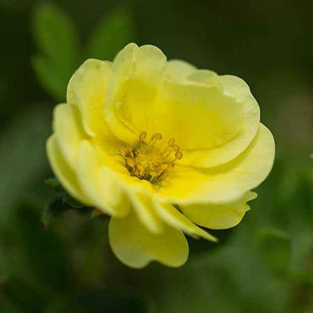 Potentilla fruticosa lemon meringue - Fingerstrauch Lemon Meringue - Blühende Stauden