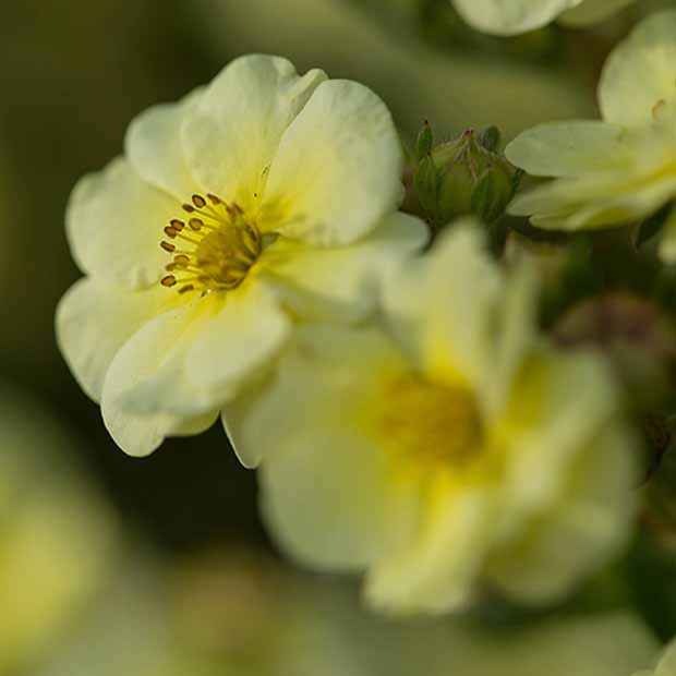 Blühende Stauden - Fingerstrauch Lemon Meringue - Potentilla fruticosa lemon meringue