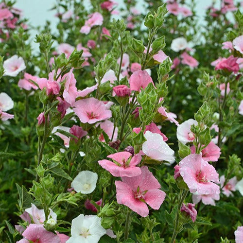 Lavatera Song Bird - Lavatera song bird - Bakker