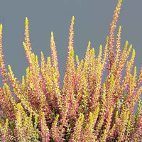 Sommerheide Golden Angie - Calluna vulgaris golden angie - Bakker