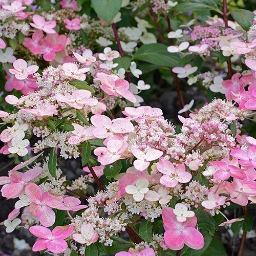Rispenhortensie Prim'Red® Couhaprim - Hydrangea paniculata prim'red ® 'couhaprim' - Bakker