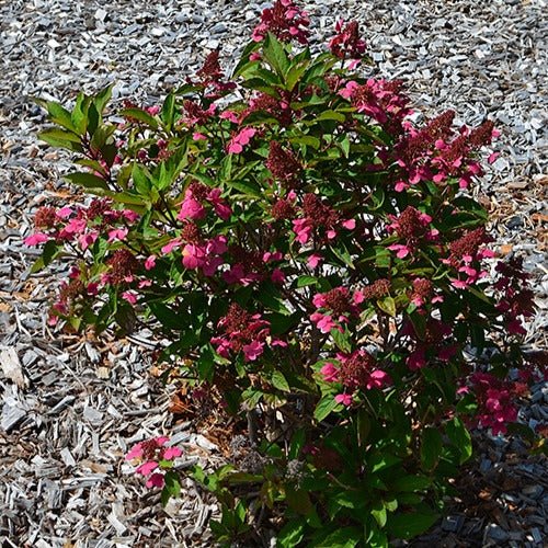 Rispenhortensie Prim'Red® Couhaprim - Bakker
