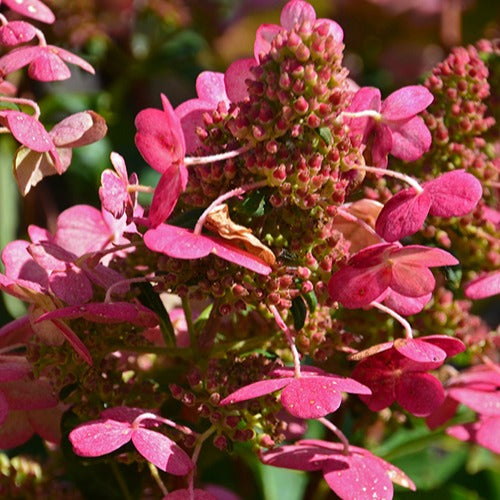 Hydrangea paniculata prim'red ® 'couhaprim' - Rispenhortensie Prim'Red® Couhaprim - Rispenhortensie