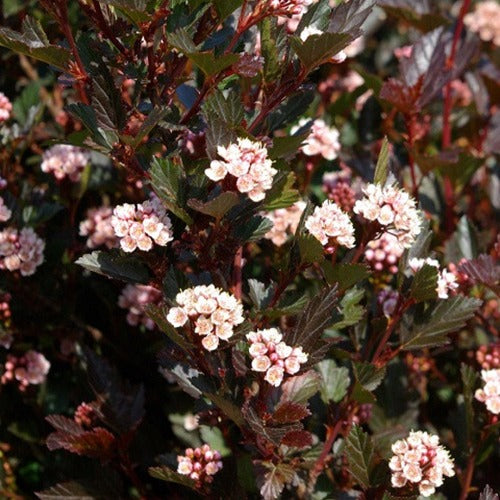 Blasenspiere ‘Little Devil’ - Bakker