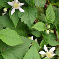 Taybeere ‘Bounty Berry’ - Rubus fruticosus tayberry bounty berry 'yantay' - Bakker