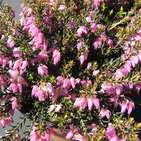 Schneeheide Springwood Pink - Erica carnea springwood pink - Bakker