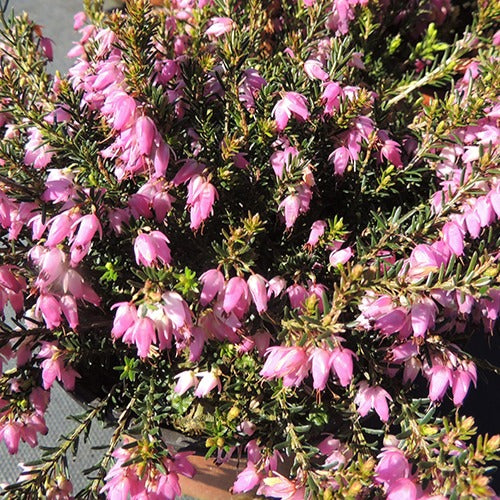 Schneeheide Springwood Pink - Erica carnea springwood pink - Bakker