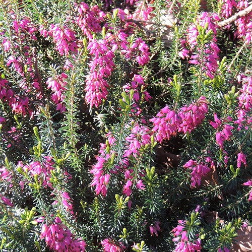 Schneeheide Springwood Pink - Bakker