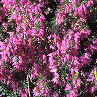 Erica carnea springwood pink - Schneeheide Springwood Pink - Blühende Stauden