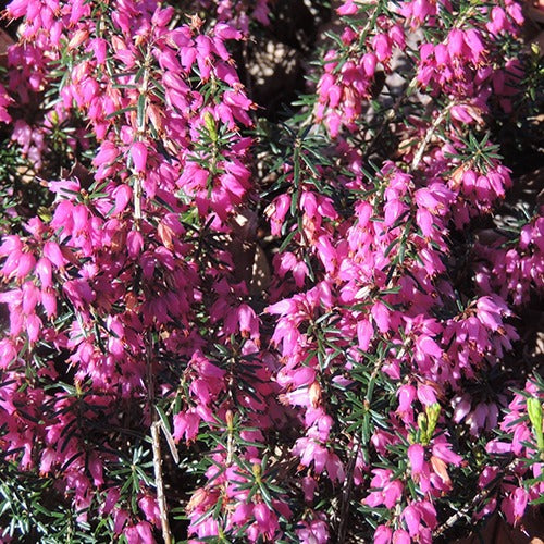 Erica carnea springwood pink - Schneeheide Springwood Pink - Blühende Stauden