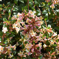 Abelie ‘Sunny Charm’® - Bakker