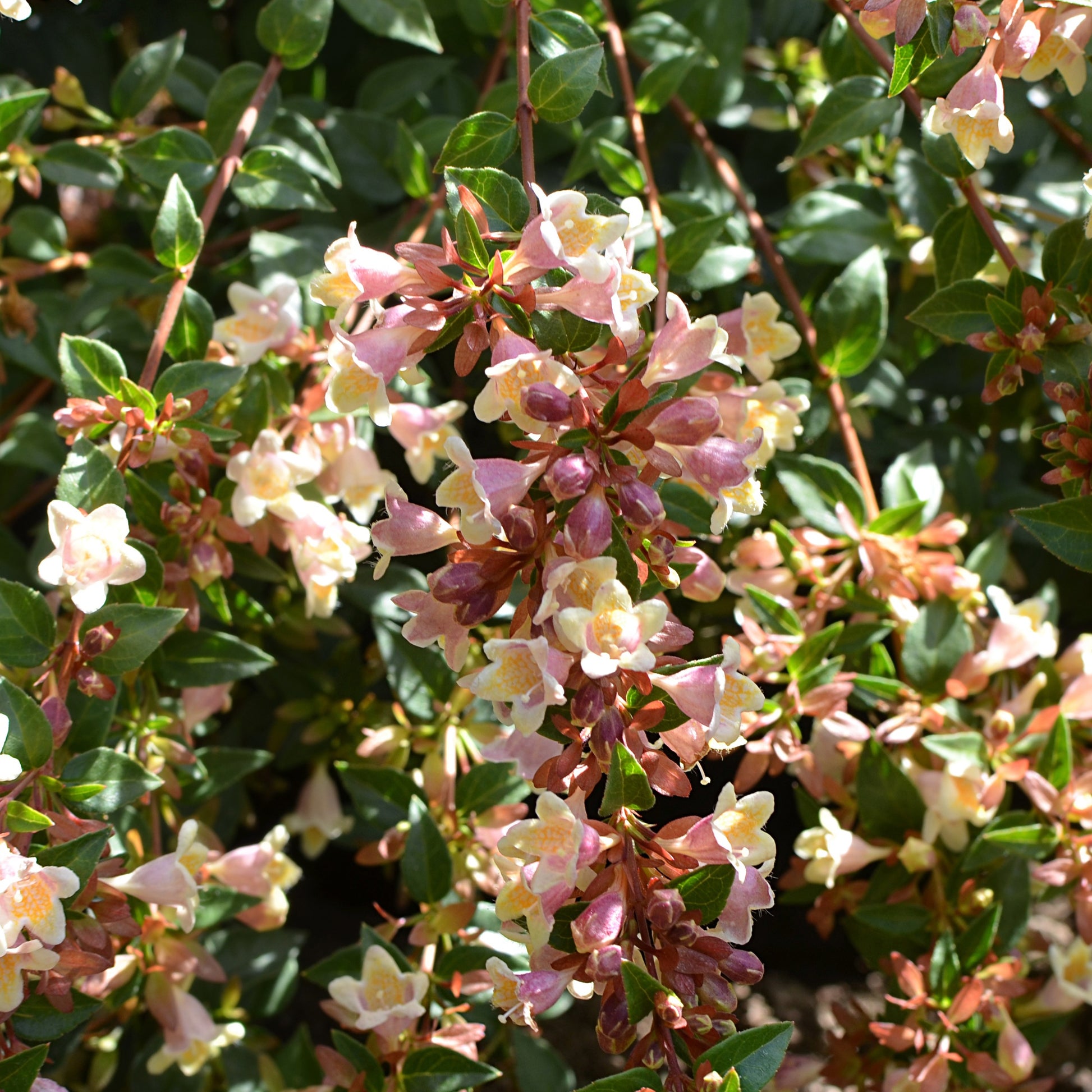 Abelie ‘Sunny Charm’® - Bakker