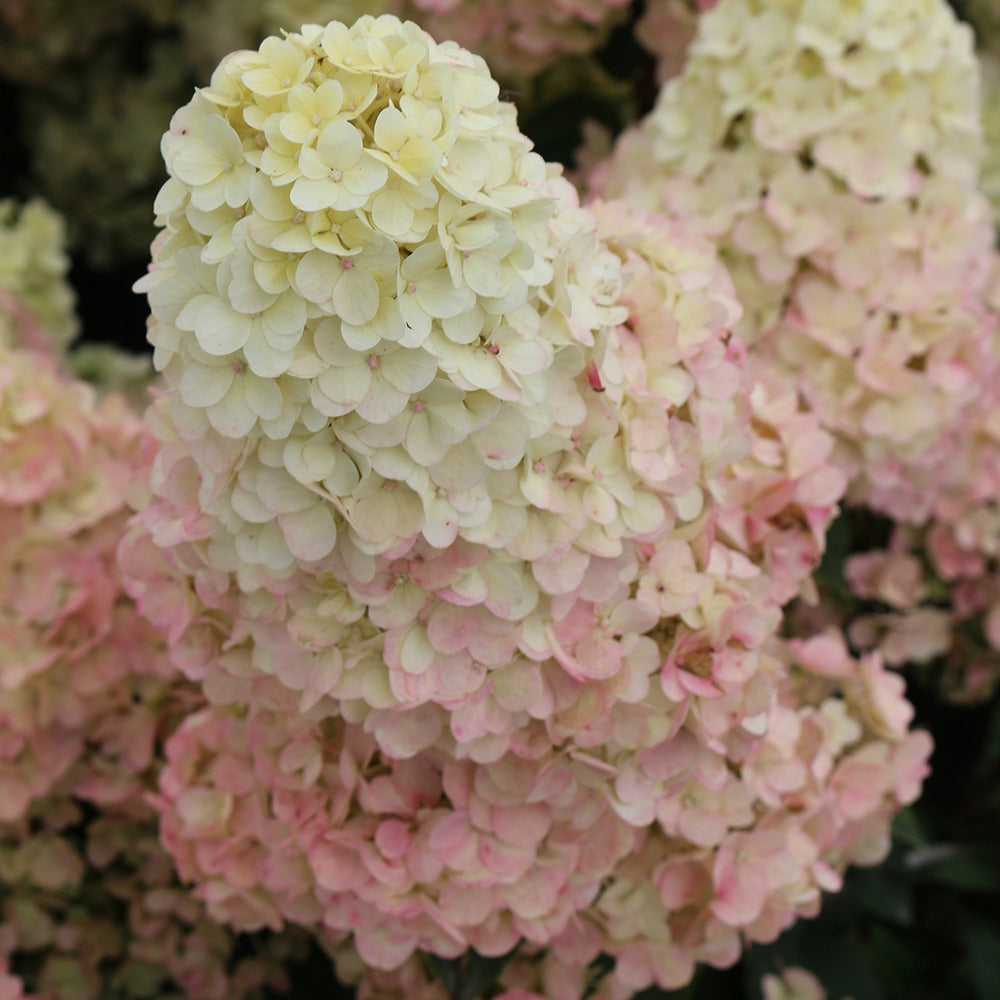 Verkauf Rispenhortensie Sundae Fraise® Rensun - Hydrangea paniculata Sundae Fraise® Rensun