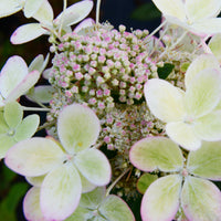 Verkauf Rispenhortensie ‘Pastelgreen’®