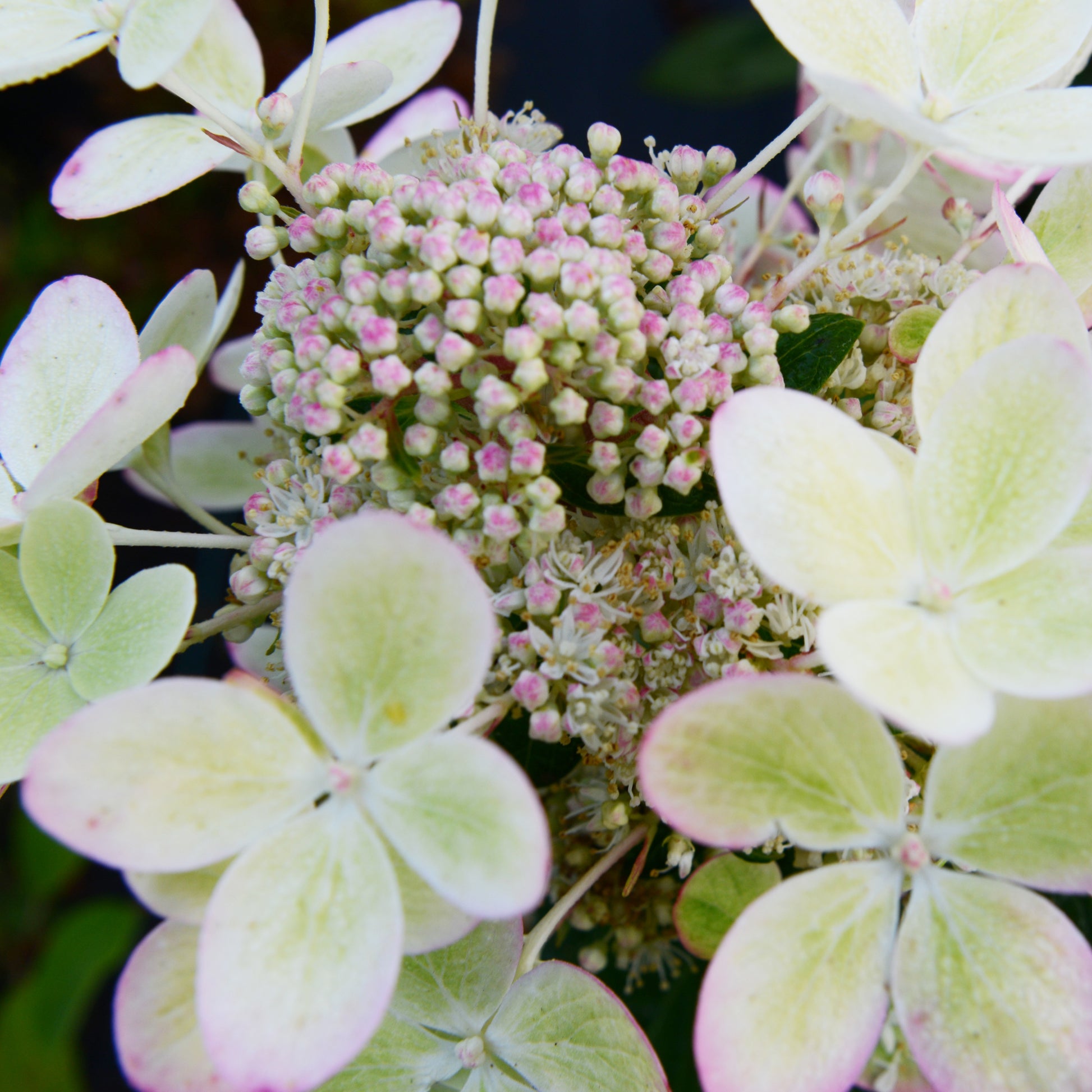 Verkauf Rispenhortensie ‘Pastelgreen’®