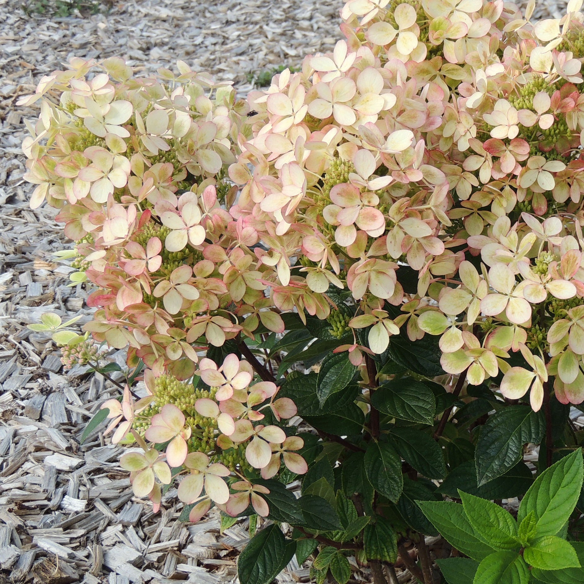 Verkauf Rispenhortensie ‘Pastelgreen’® - Hydrangea paniculata pastelgreen® renxolor