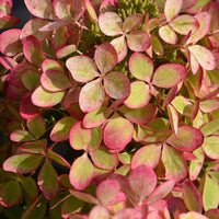 Rispenhortensie - Rispenhortensie ‘Pastelgreen’® - Hydrangea paniculata pastelgreen® renxolor