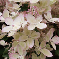 Rispenhortensie ‘Pastelgreen’® - Hydrangea paniculata pastelgreen® renxolor - Bakker