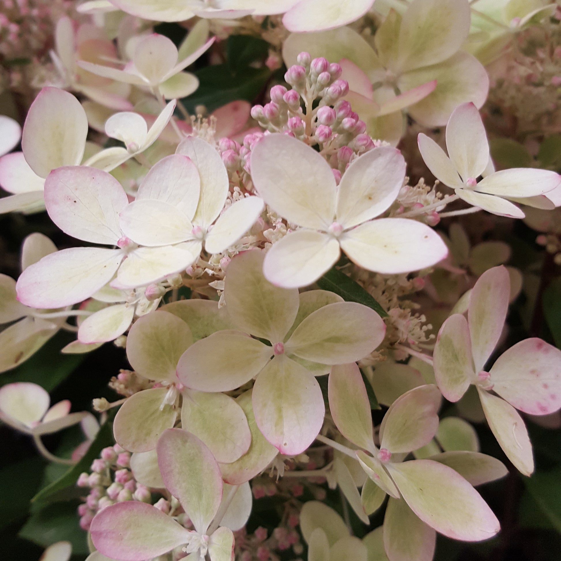 Rispenhortensie ‘Pastelgreen’® - Hydrangea paniculata pastelgreen® renxolor - Bakker