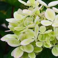 Hydrangea paniculata pastelgreen® renxolor - Rispenhortensie ‘Pastelgreen’® - Rispenhortensie