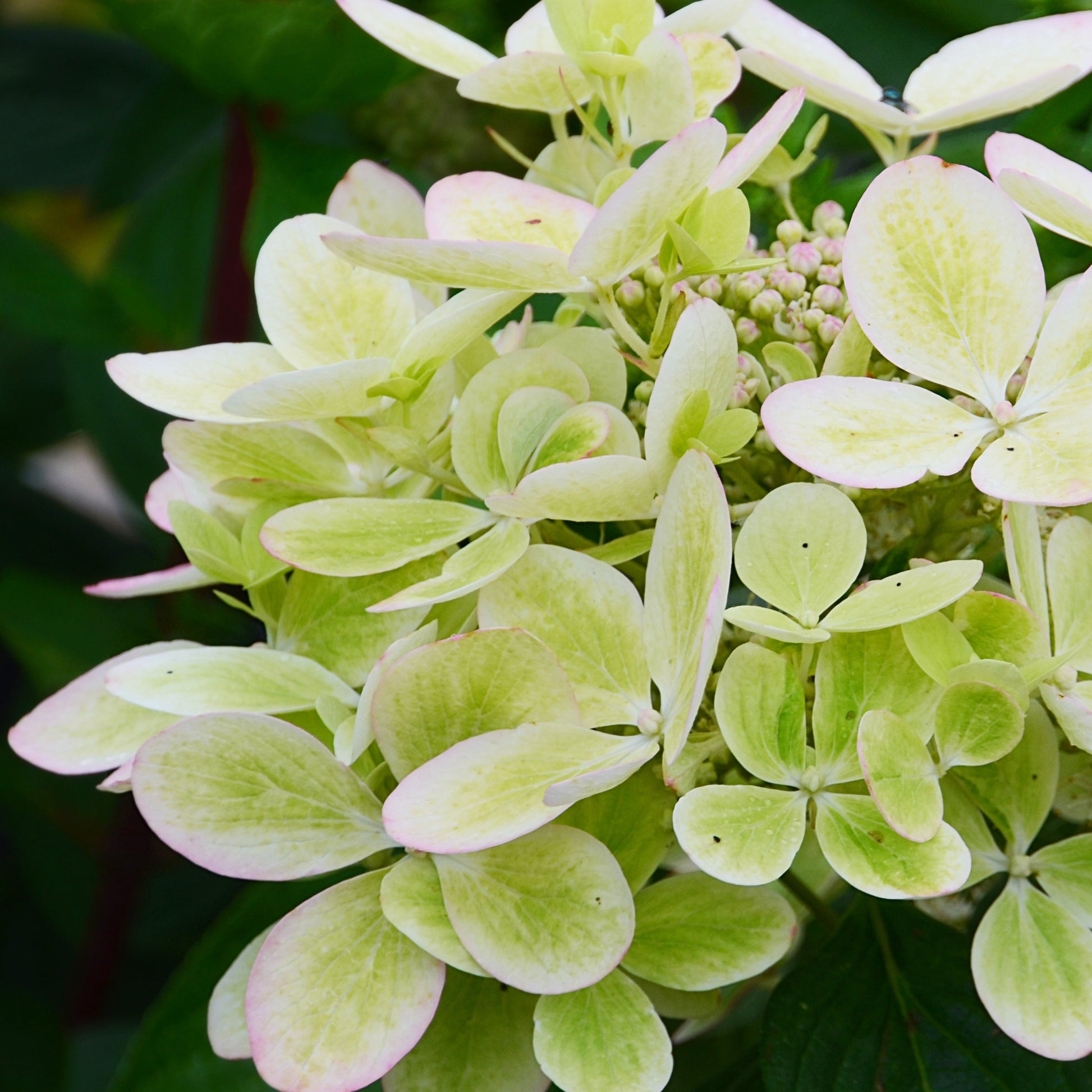 Hydrangea paniculata pastelgreen® renxolor - Rispenhortensie ‘Pastelgreen’® - Rispenhortensie