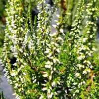 Sommerheide Long White - Bakker